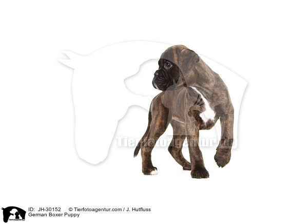 Deutscher Boxer Welpe / German Boxer Puppy / JH-30152