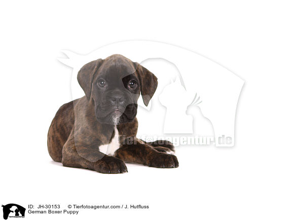 Deutscher Boxer Welpe / German Boxer Puppy / JH-30153