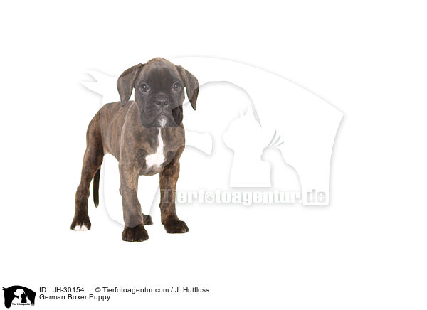 Deutscher Boxer Welpe / German Boxer Puppy / JH-30154