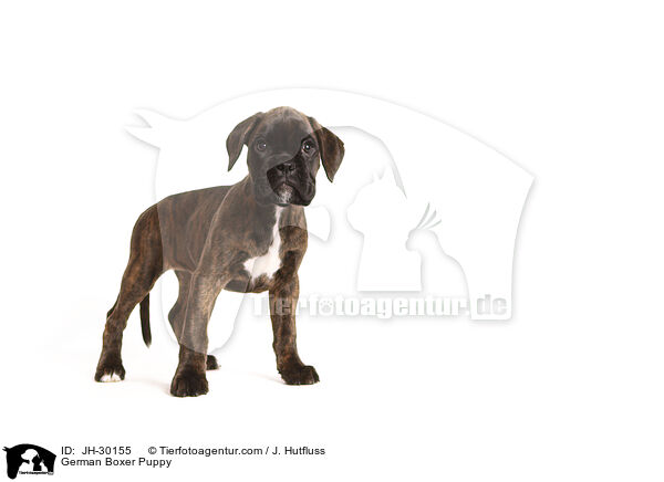 Deutscher Boxer Welpe / German Boxer Puppy / JH-30155