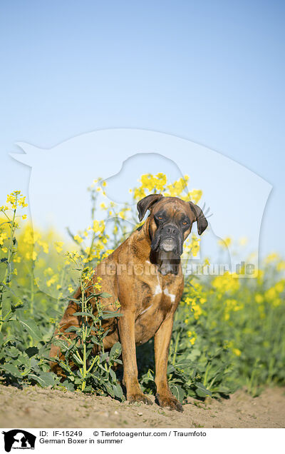 German Boxer in summer / IF-15249