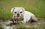 muddy German Boxer