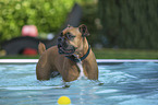 German Boxer in the pool