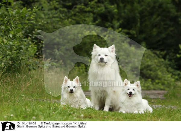 Giant  German Spitz and Standard German Spitz / KL-16469