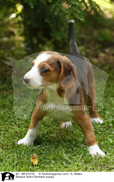 Braque Saint Germain puppy / AB-01019