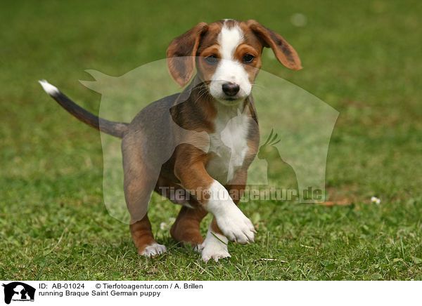 running Braque Saint Germain puppy / AB-01024
