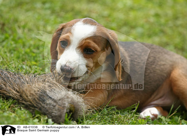 Deutsche Bracke Welpe / Braque Saint Germain puppy / AB-01038