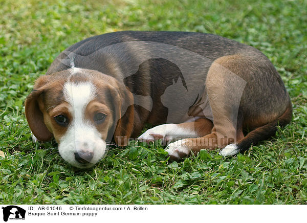 Braque Saint Germain puppy / AB-01046
