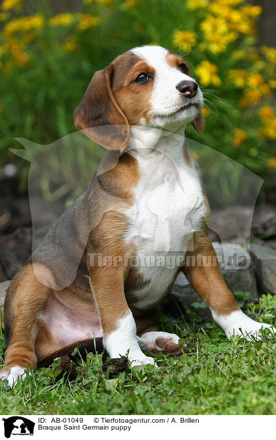 Deutsche Bracke Welpe / Braque Saint Germain puppy / AB-01049
