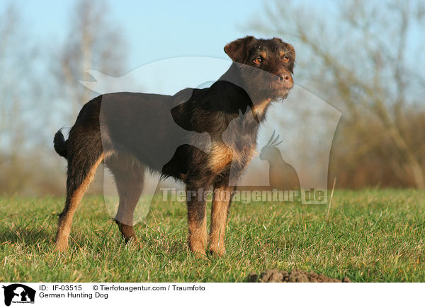 German Hunting Dog / IF-03515