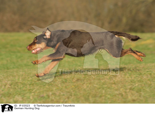 German Hunting Dog / IF-03523