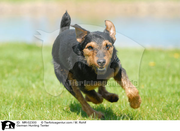 German Hunting Terrier / MR-02300