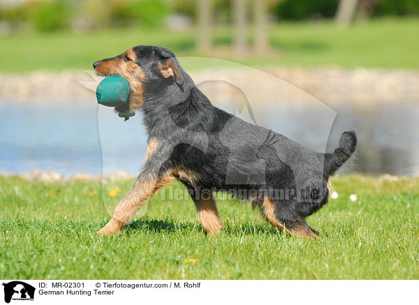 German Hunting Terrier / MR-02301