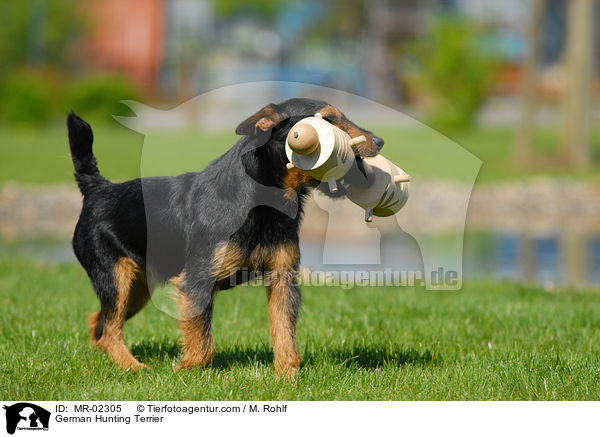 German Hunting Terrier / MR-02305
