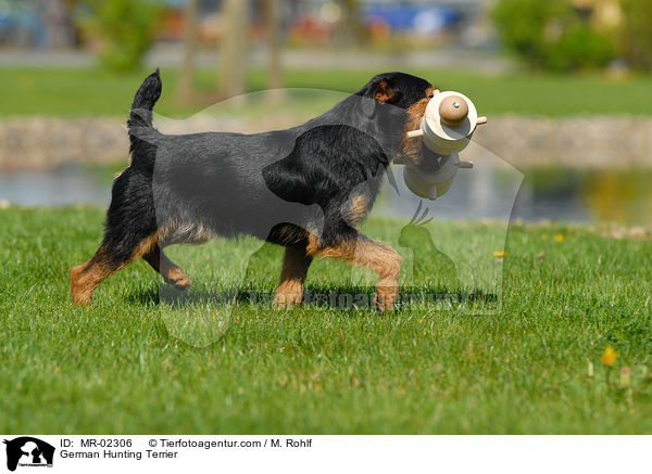 German Hunting Terrier / MR-02306