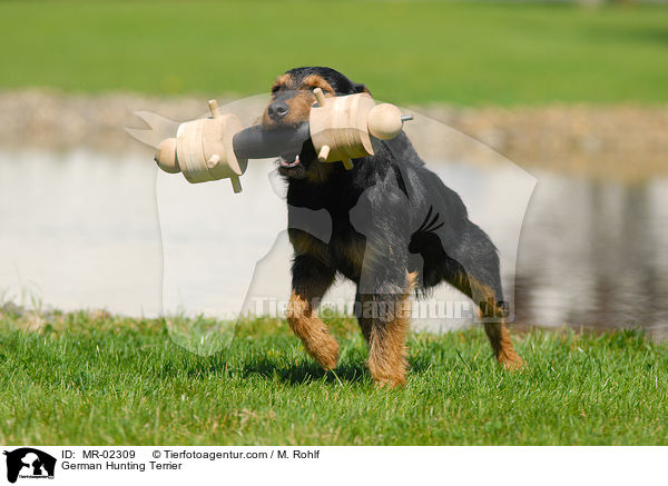 German Hunting Terrier / MR-02309