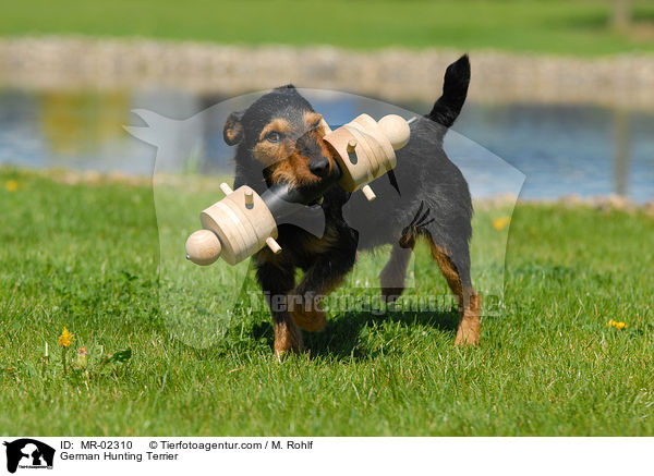 German Hunting Terrier / MR-02310