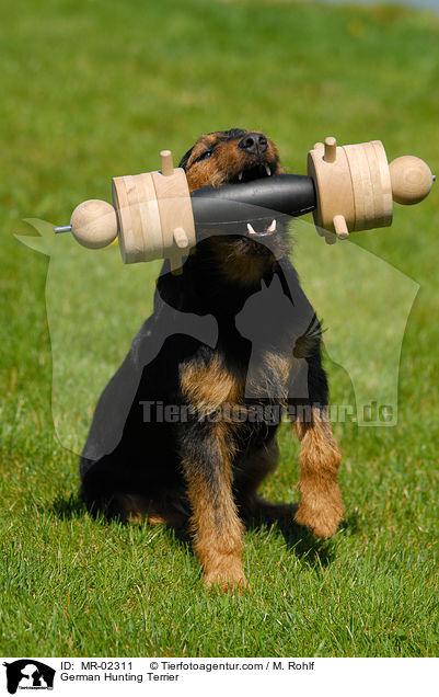 German Hunting Terrier / MR-02311