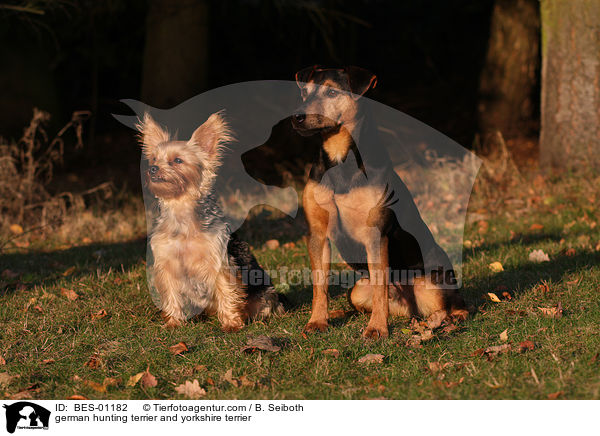 german hunting terrier and yorkshire terrier / BES-01182