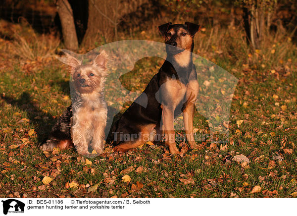 german hunting terrier and yorkshire terrier / BES-01186