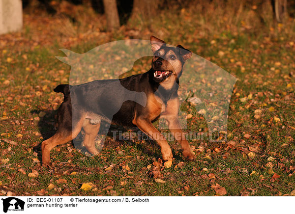 german hunting terrier / BES-01187
