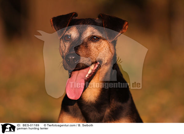german hunting terrier / BES-01189