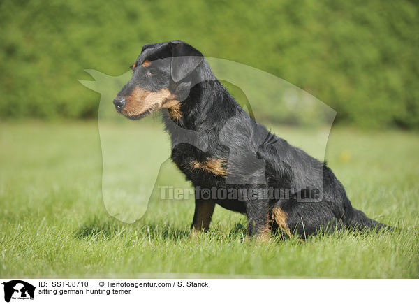 sitting german hunting terrier / SST-08710