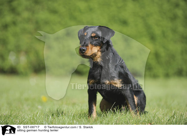 sitting german hunting terrier / SST-08717