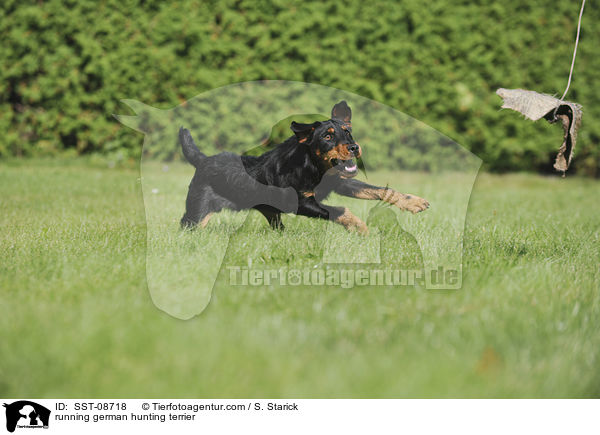 running german hunting terrier / SST-08718