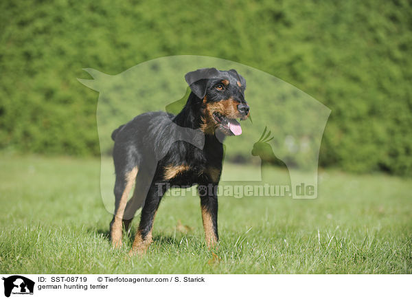 german hunting terrier / SST-08719
