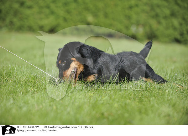 lying german hunting terrier / SST-08721