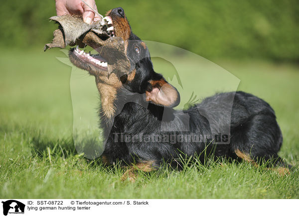 lying german hunting terrier / SST-08722