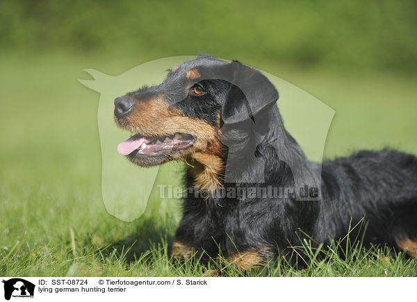 lying german hunting terrier / SST-08724