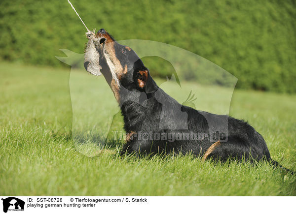 playing german hunting terrier / SST-08728