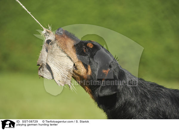 playing german hunting terrier / SST-08729