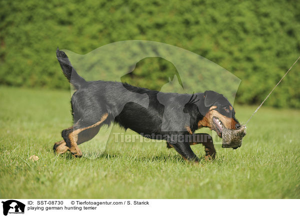 playing german hunting terrier / SST-08730