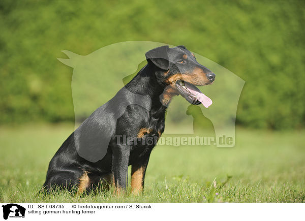 sitting german hunting terrier / SST-08735