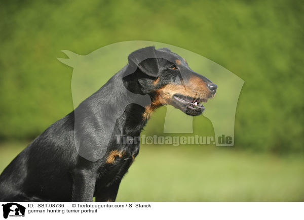 german hunting terrier portrait / SST-08736