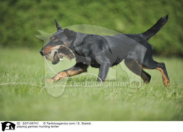 playing german hunting terrier / SST-08741