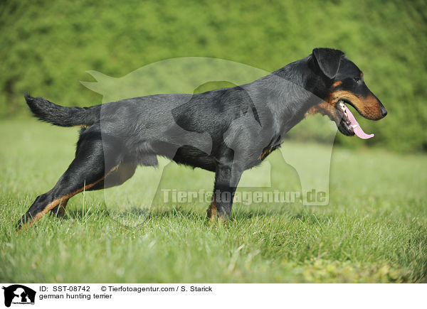 german hunting terrier / SST-08742