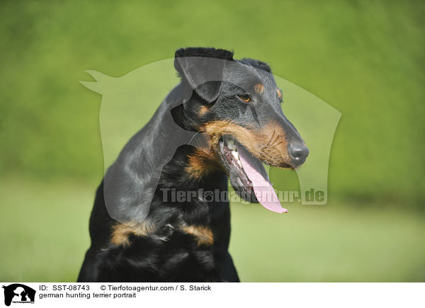 german hunting terrier portrait / SST-08743