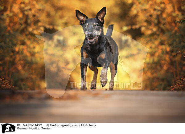 German Hunting Terrier / MARS-01452