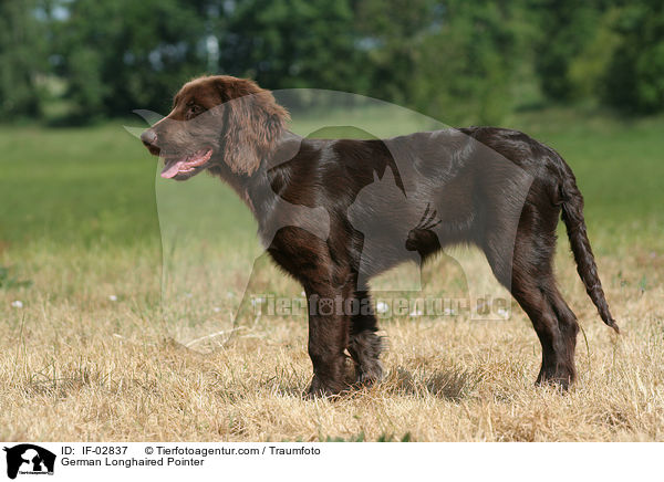 German Longhaired Pointer / IF-02837