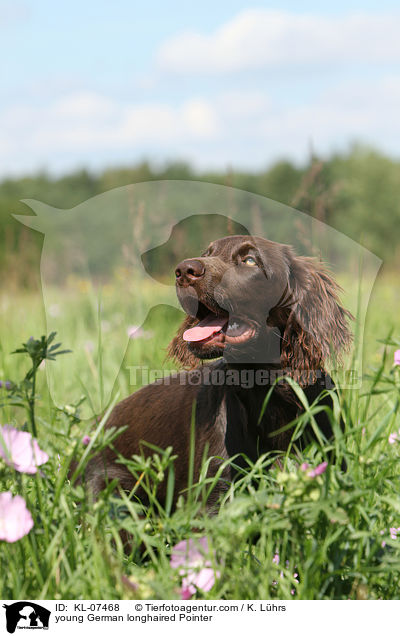 young German longhaired Pointer / KL-07468