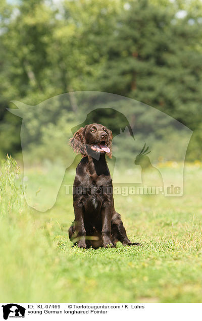young German longhaired Pointer / KL-07469