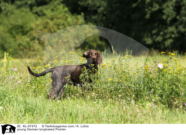 young German longhaired Pointer / KL-07472