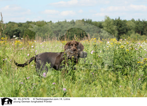 young German longhaired Pointer / KL-07476