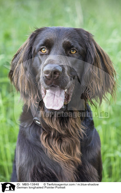 German longhaired Pointer Portrait / MBS-13848