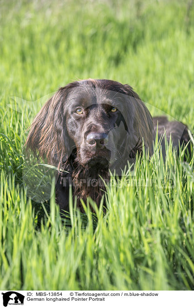 German longhaired Pointer Portrait / MBS-13854