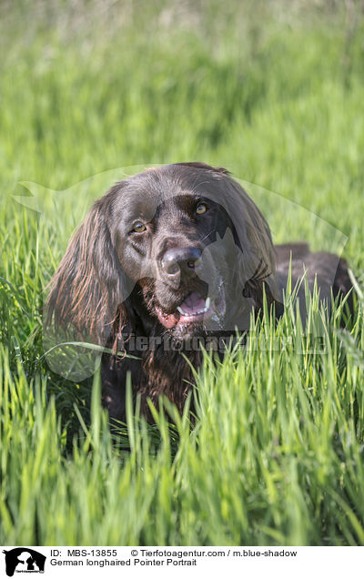 German longhaired Pointer Portrait / MBS-13855